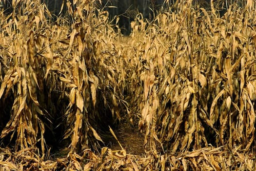 Road side dried corn field in the fall