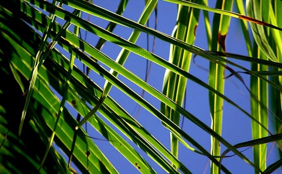 Palm branches backlit by the sun on blue sky background