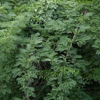 Green foliage leaves useful as a background