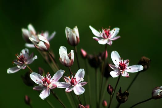 White and pink wild flowers in early morning