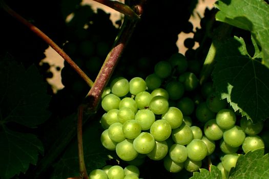 Wine making grapes hanging on a vine branch