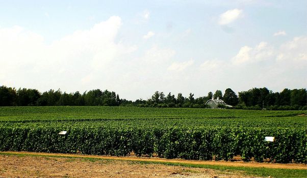 Barn on vineyard field in the middle of vines