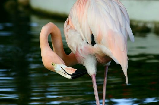 Pink flamingo acting as a contorsonist with it's twisted neck