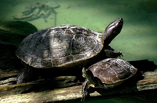 Two turtles taking in the sun on a wooden branch