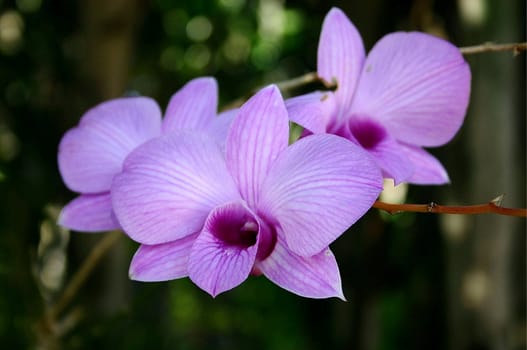 Trio of purple orchids from Caribbean garden