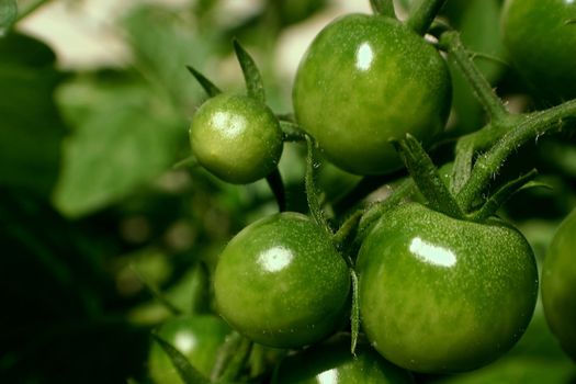 Cherry tomatoes that have not yet ripen