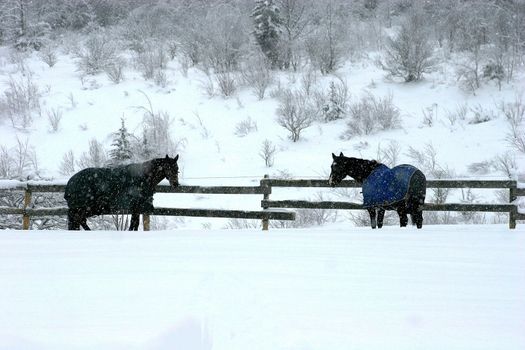 Horses in field with blanquets during a snowstorm
