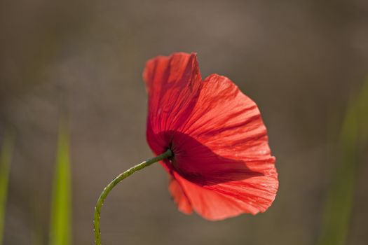 detail of a poppy flower