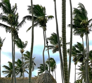 Local inhabitant climbing a palm tree