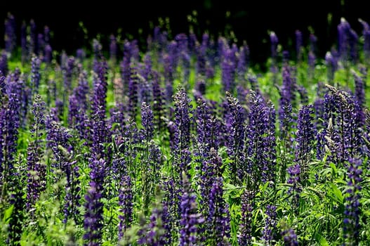 Close up of lavender field in the Eastern Townships