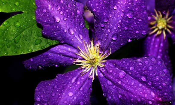 Purple Jackmani with early morning dew