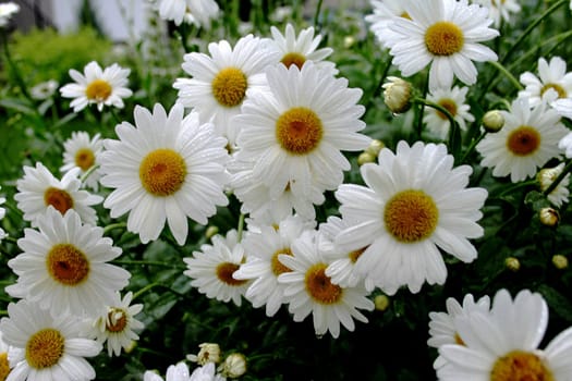 Wild daisies in bright sunlight