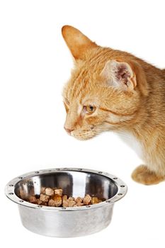 small cat and feeding dish isolated on white