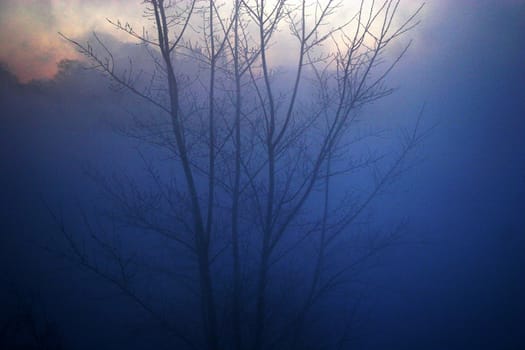 River side trees in cold morning mist