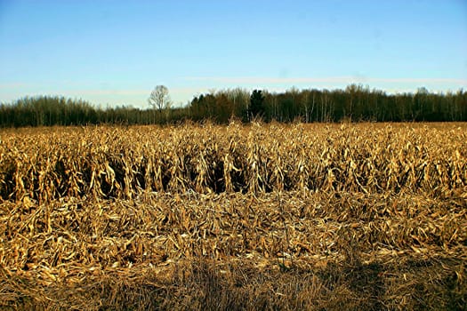 Dried corn field found in Quebec eastern townships