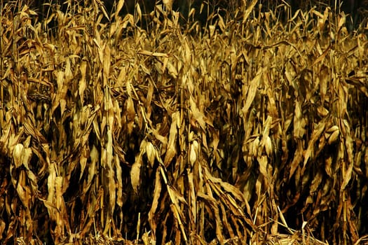 Dried cornfield in late summer