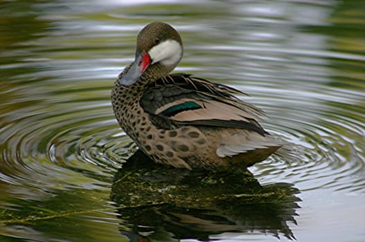 Duck on pond surrounded by ripples