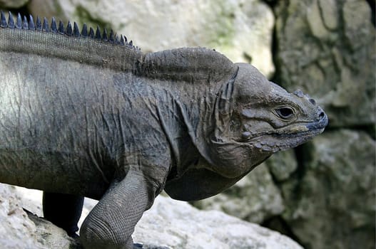 Dominican lizard on rock