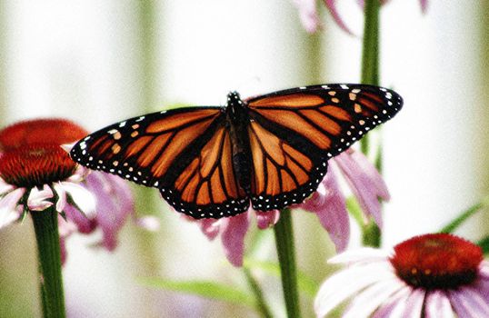 Image of open wing span of a butterfly on a daisy with soft edges