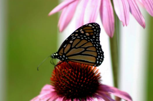 Butterfly sitting on a daisy with closed wings