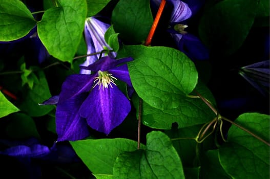 Purple clematis taken with early morning dew