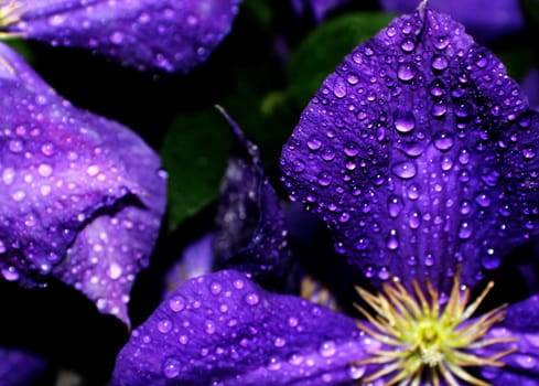 Purple clematis taken with early morning dew