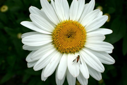 Garden daisy with small fruit fly on a petal