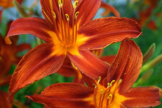 Details from bright orange Orchid flower from carabean garden