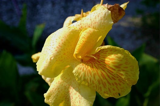 Twisted yellow orchid under a bright sunlight