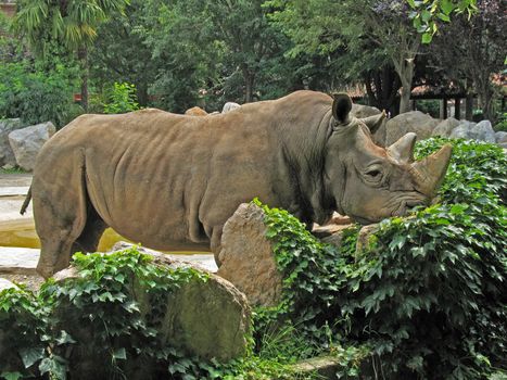 Rhinoceros that sunbathe with his head resting on the rocks