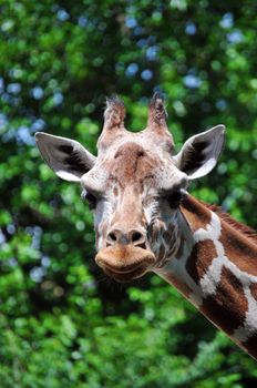 a tall girrafe with nice green trees as a background