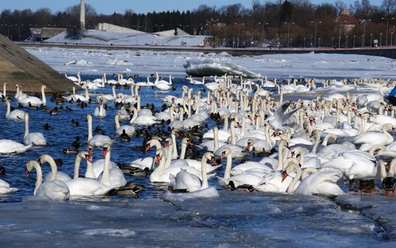 Many beautiful birds remain to winter in Tallinn on coast of Baltic sea 