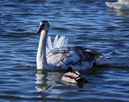 The nestling of a swan changes color of the feathers 