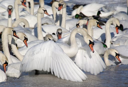 The white swan rises on an ice and helps itself wings 