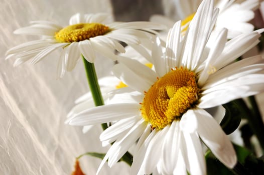 beautiful daisies