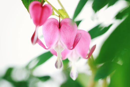 Bleeding Heart. Extremely shallow depth of field with selective focus on center flower. 