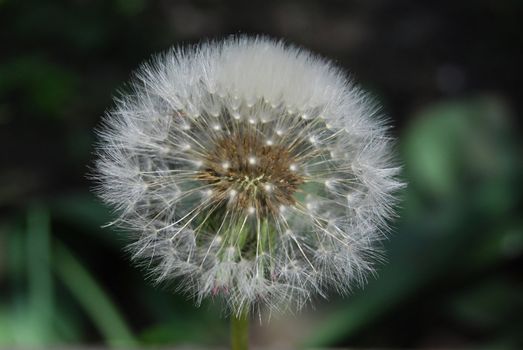 dandelion