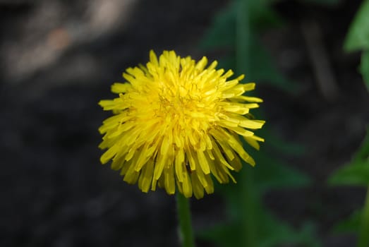 dandelion