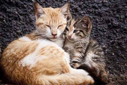 Vagabond cats shot at the street in Morocco