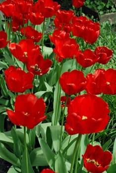 The wonderful garden decorated with juicy and red tulips