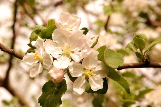 Blossoming garden of juicy apple-trees in solar weather
