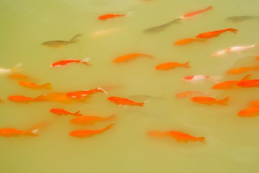 A groop of swimming golden Fishes in a pond - long exposure to emphasize their movement and trails.