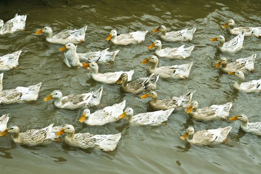 Ducks in the pond forming cute patern.