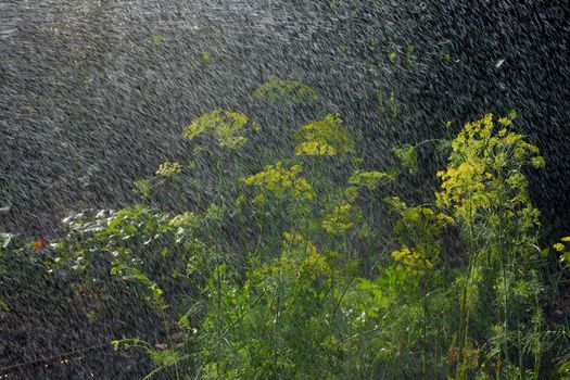 Umbrellas of dill in the rain. Summerly day.