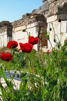 Poppy flowers and stones in Ephesus, Turkey.