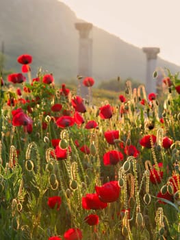 Poppy flowers and stones in Ephesus, Turkey.