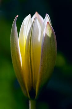 small tulip  with yellow, green and white colour