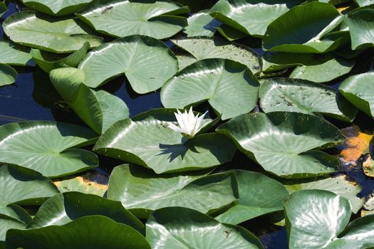 Water lily blooming on the morass