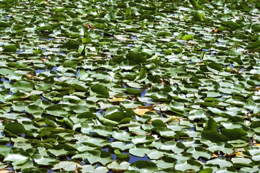 Nice wallpaper of a lake with the water lilies in a sunny day