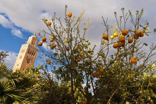 Mosque shot from the  garden in Marrakesh, Morocco